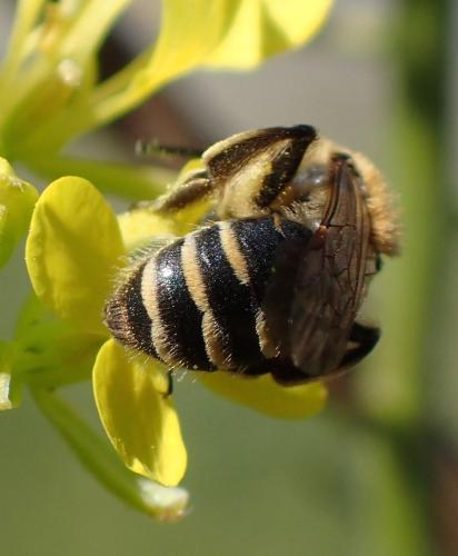 Andrena propinqua